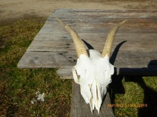 Small NANNY GOAT SKULL with horns taxidermy hunting gothic bone crafts 3