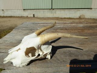 Small NANNY GOAT SKULL with horns taxidermy hunting gothic bone crafts 4