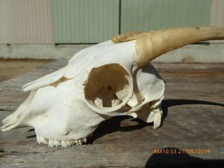 Small NANNY GOAT SKULL with horns taxidermy hunting gothic bone crafts 5