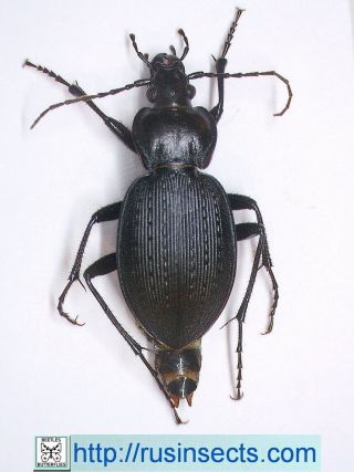 Carabidae,  Carabinae,  Carabus Carabus (carabus) Goryi Usa (pennsylvania)