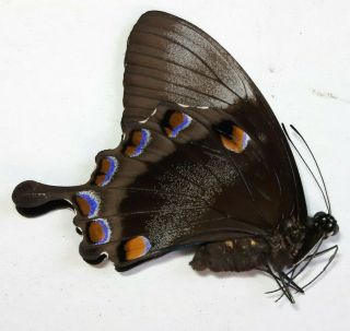 Rare Papilio Ulysses Morotaicus 1 Female Morotai Indonesia Unmounted