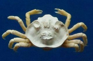 Gemsunder The Sea 20247 Crab Xanthasia Murigera,  13 Mm Crab Taxidermy