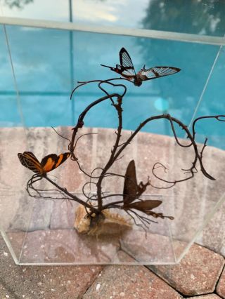 Natural/ Real Butterfly Taxidermy Acrylic Box/ Case Display