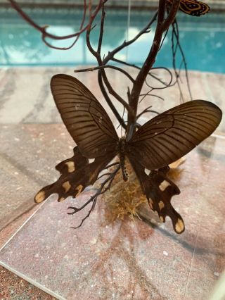 Natural/ Real Butterfly Taxidermy Acrylic Box/ Case Display 3