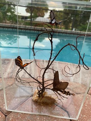 Natural/ Real Butterfly Taxidermy Acrylic Box/ Case Display 5