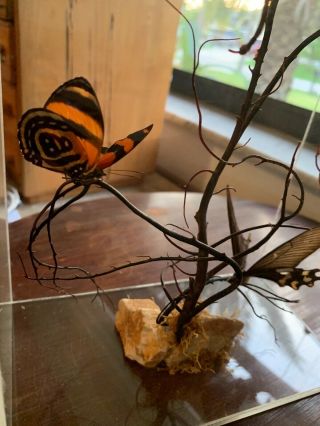 Natural/ Real Butterfly Taxidermy Acrylic Box/ Case Display 6