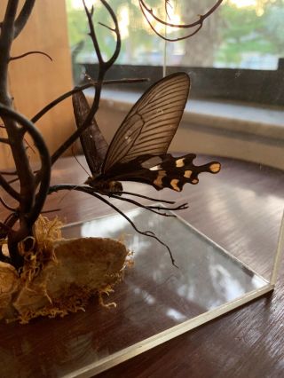Natural/ Real Butterfly Taxidermy Acrylic Box/ Case Display 7