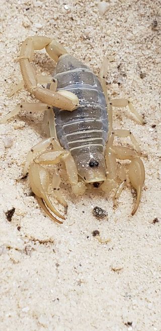 2 Live Giant Desert Hairy Scorpion (small)