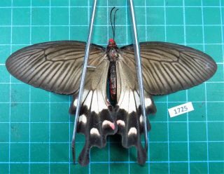 Unmounted Butterfly Papilionidae Byasa Adamsoni Female Laos
