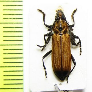 Cerambycidae,  Phyllarthrius Africanus,  Cote D 