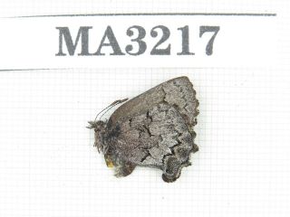 Butterfly.  Lycanidae Sp.  China,  Yunnan,  Dali,  Binchuan.  1pcs.  Ma3217.