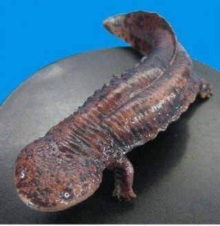 2013 Kitan Club Nature Of Japan 01 Giant Salamander Pvc Mini Figurine