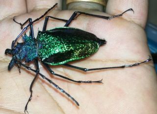 Cerambycidae/prioninae Psalidognathus Superbus Female 42mm San Martin - Peru