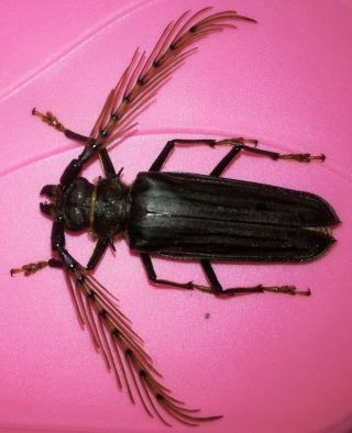 Cerambycidae/prioninae Sarifer Flavirameus Male Loreto - Peru