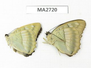 Butterfly.  Nymphalidae Sp.  China,  Sichuan,  Yajiang County.  2m.  Ma2720.