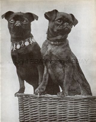 Dog Brussels Griffon Petit Brabançon Pair (named) Bruxellois Belgium 1930s Print