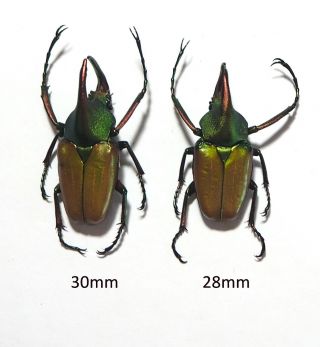 Cetoniidae.  2 X Theodosia Antoinei.  West Kalimantan (9)