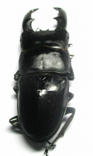 j001 Lucanidae: Dorcus titanus mindanaonis male 88mm 4