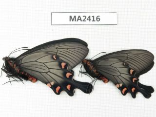 Butterfly.  Byasa Demonius Demonius.  China,  W Sichuan,  Batang.  2m.  Ma2416.
