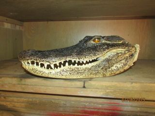 13 " Gator Alligator Head Teeth Taxidermy Fl Gators