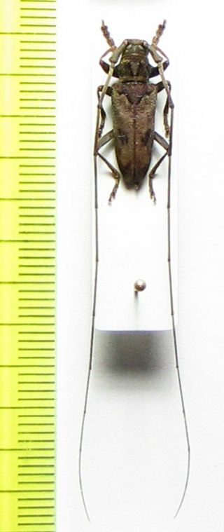Cerambycidae,  Monochamus Camerunensis,  Male,  Cote D 