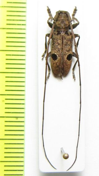 Cerambycidae,  Monochamus Lamottei,  Cote D 