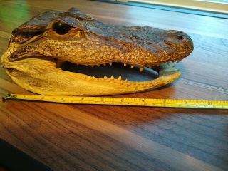 9 " Geniune Florida Alligator Skull