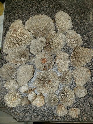 25 Wasp Nest Paper Hornet Yellow Jacket Hive Bee Taxidermy