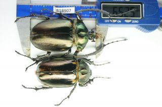 B18907 – Dynastidae Euchirinae Cheirotonus,  Beetles – Insects Cao Bang Vietnam