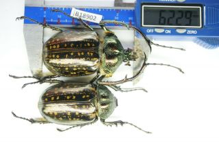 B18902 – Dynastidae Euchirinae Cheirotonus,  Beetles – Insects Cao Bang Vietnam