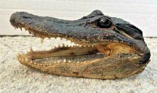 Authentic 8.  5 " Alligator Head - Very Cool -