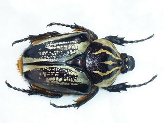 Goliathus Albovariegatus Female Huge Xxl Size 75mm,  Cameroon
