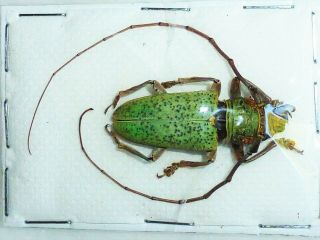 Very Rare Cerambycidae Prosopocera Prasina Male Huge Cameroon