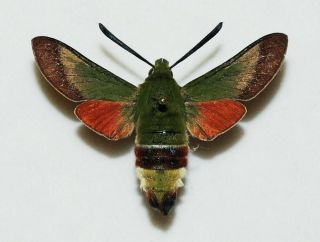 Sphingidae - Hemaris Croatica - Olive Bee Hawkmoth - Male
