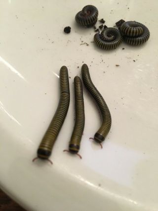 25,  Live Bumble Bee Millipedes Assorted Sizes Educational/fun