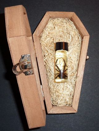 Real Female Black Widow Spider In A Wooden Coffin Quiet Goth Pet