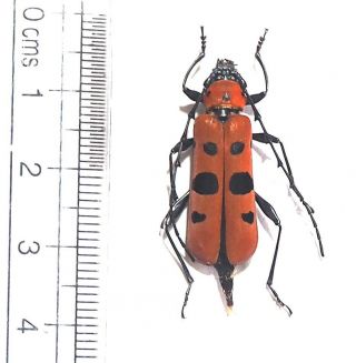 Cerambycidae.  Rosalia Borneensis.  Mt Bawang.  West Kalimantan (16)