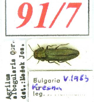91 - 7 Buprestidae - Old Coll.  - Agrilus Albogularis Gory,  1841