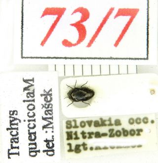 73 - 7 Buprestidae - Old Coll.  - Trachys Quercicola Marseul,  1871