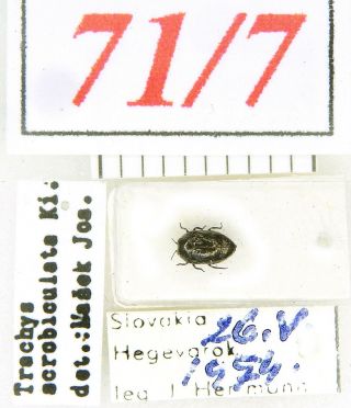 71 - 7 Buprestidae - Old Coll.  - Trachys Scrobiculatus Kiesenwetter,  1857