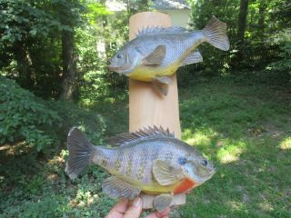 2 Mounted Piranah Fish Noteeth Taxidermy On Wood About 10 " Long