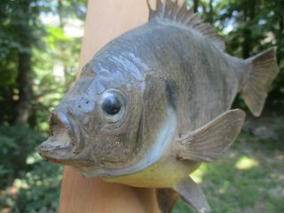 2 mounted Piranah fish NoTeeth taxidermy on wood about 10 