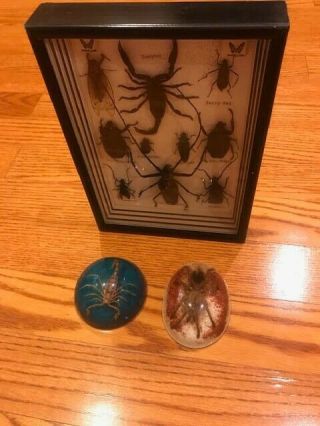 Real Insect Bug Taxidermy Display Framed Box Tarantula Scorpion Paperweight