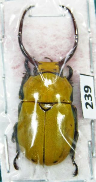 Unmounted Beetle Rutelidae Kibakoganea Tamdaoensis Akitai Yellow Form Laos