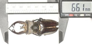 Lucanidae Lucanus Thibetanus Gennestieri 66.  1mm West Yunnan