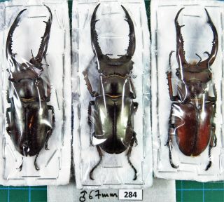 Unmounted Beetle Lucanidae Lucanus Angusticornis 67 Mm Laos
