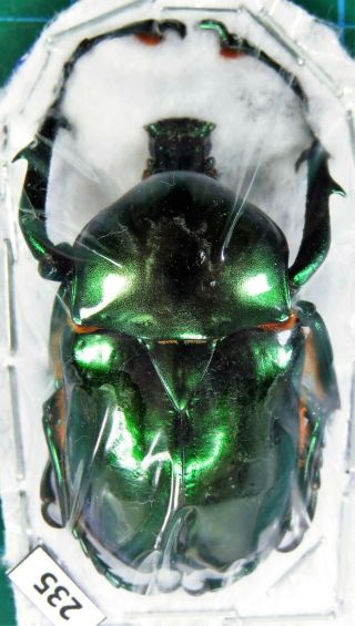 Unmounted Beetle Cetoniidae Jumnos Ferreroiminettique Chantrainei Laos