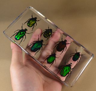 Real Insect Specimen 8 Colorful Chafer Beetles Transparent Polymer Resin Display