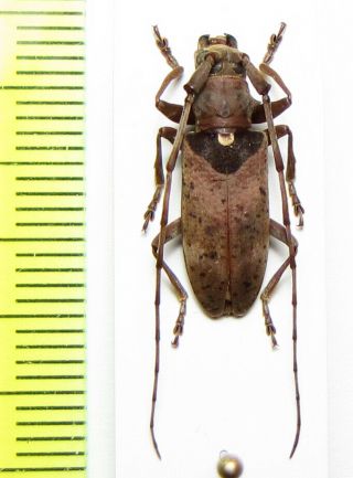 Cerambycidae,  Monochamus Adamitus,  Cote D 