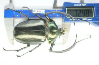 B18468– Euchirinae Cheirotonus Ps.  Beetles,  Insects Tay Giang Vietnam 72mm